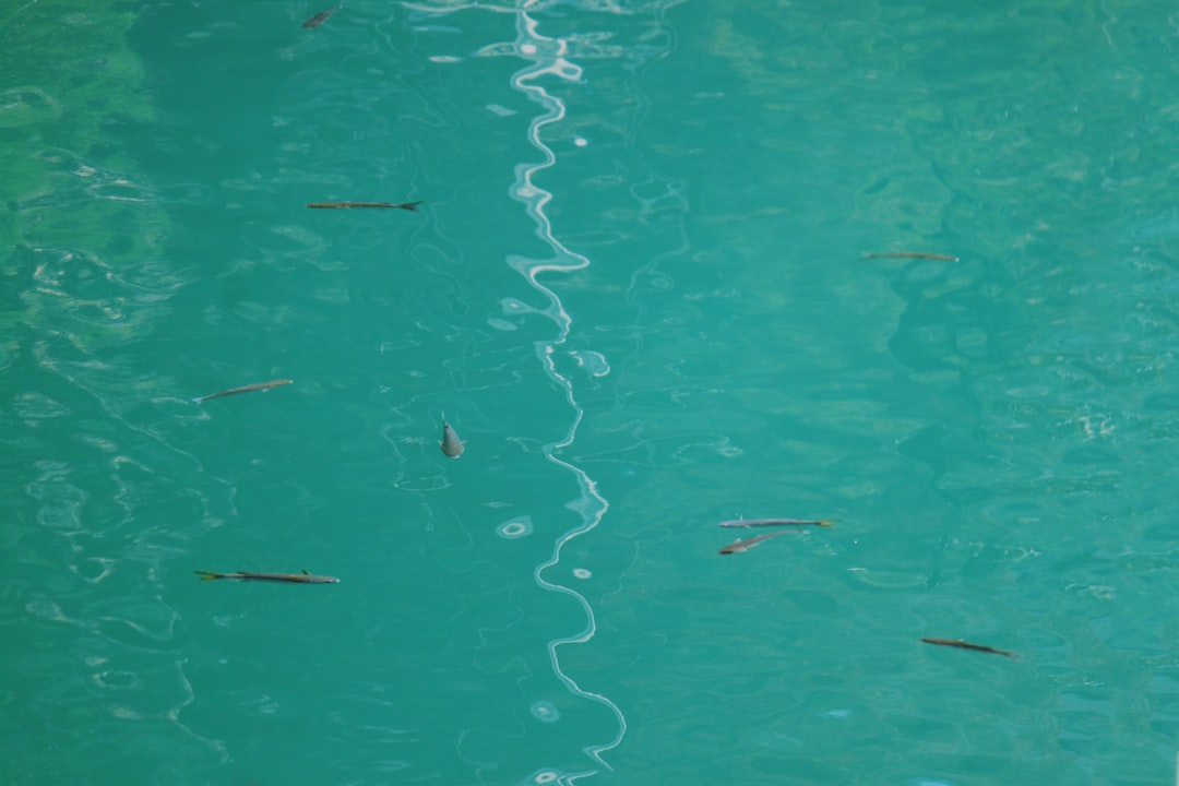 Photo fish aggregating devices