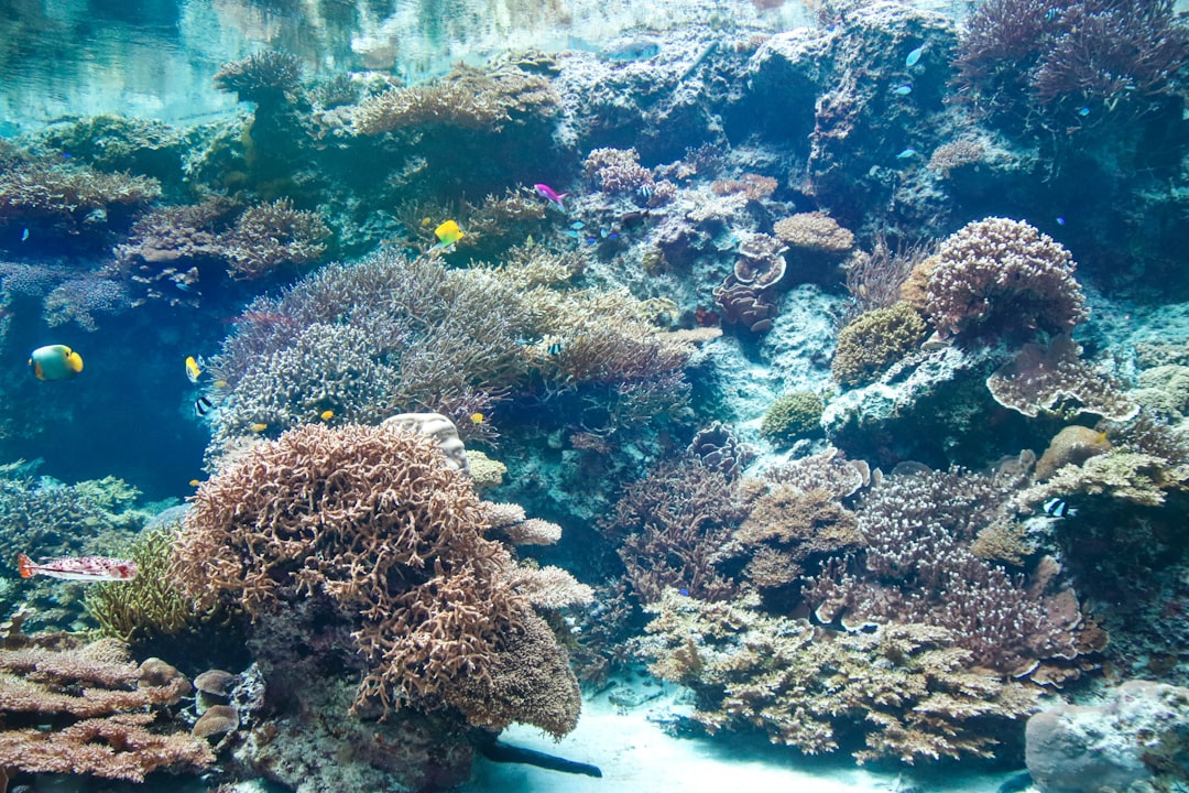 Photo FADs, coral reefs