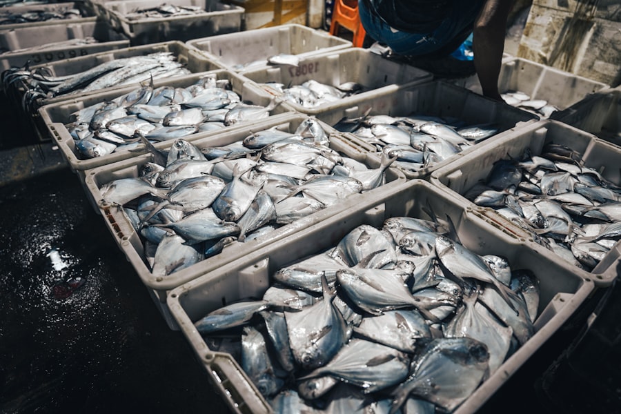 Photo sustainable tuna fishing practices
