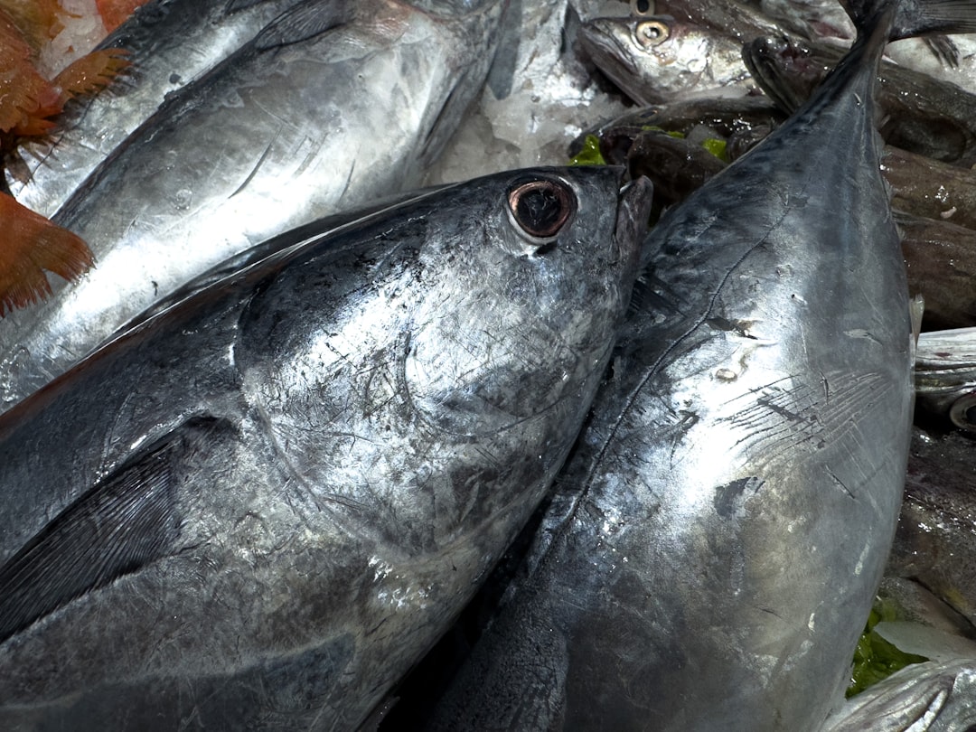 Photo sustainable canned tuna