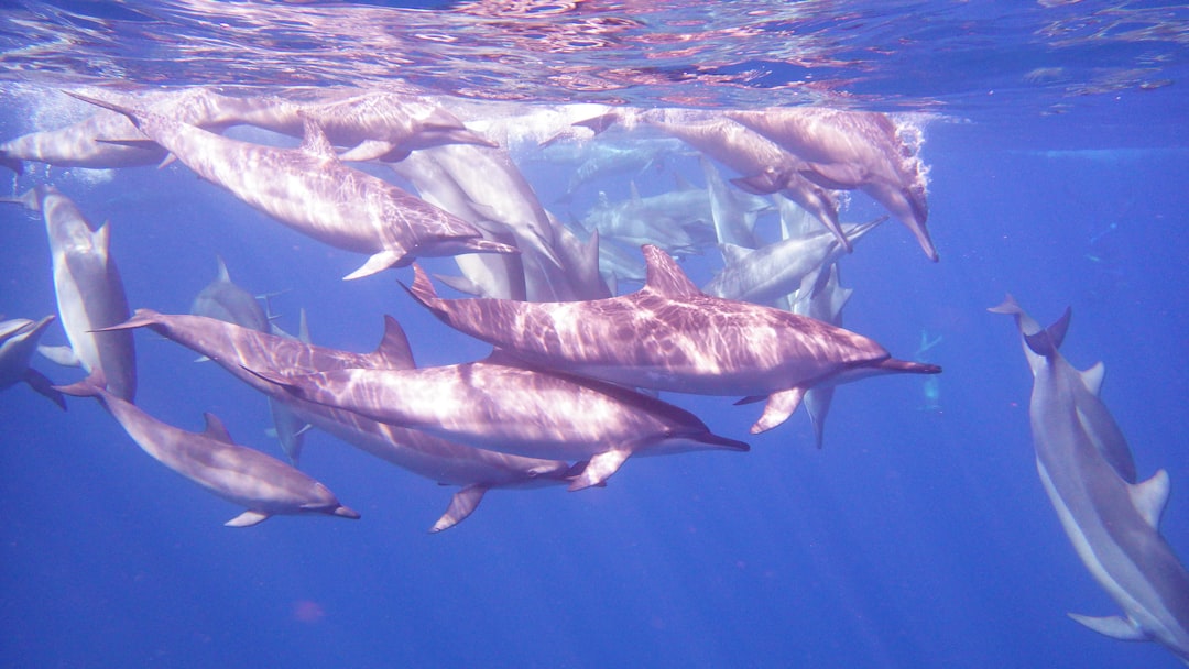 Photo dolphin safe tuna