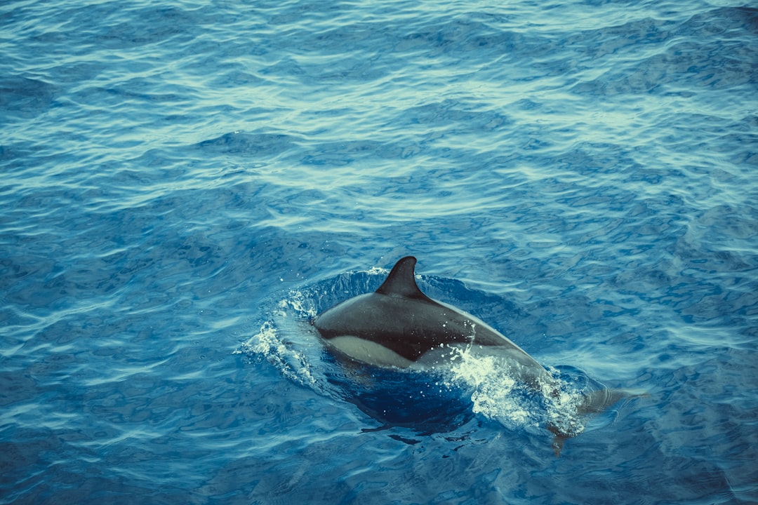 Photo dolphin protection act