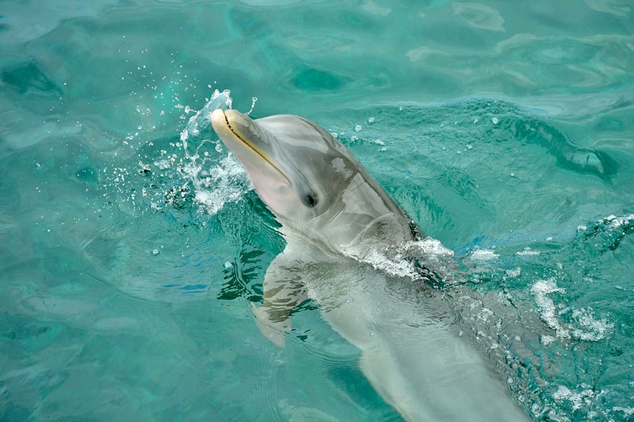 Photo dolphin protection act