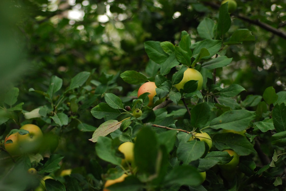Photo ripening room