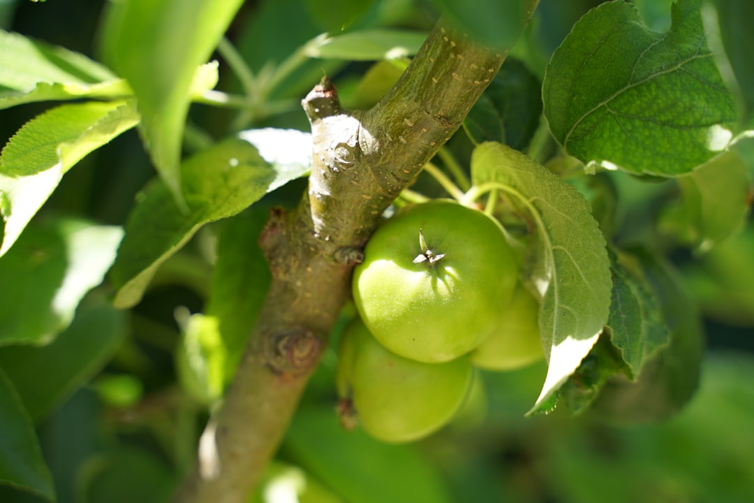 Photo fruit ripening technology