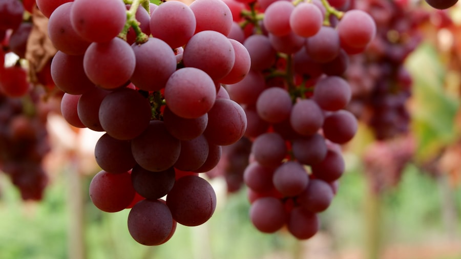 Photo grape supply chain