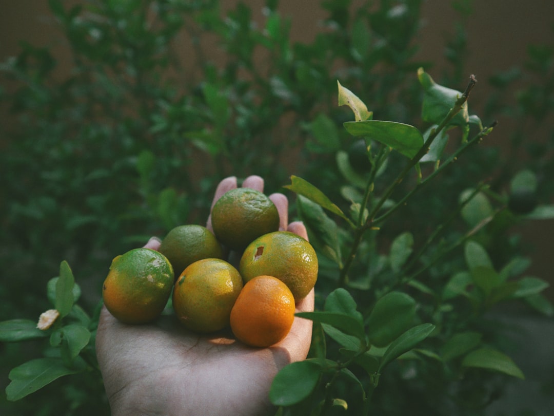 Photo extend the life of fresh fruit