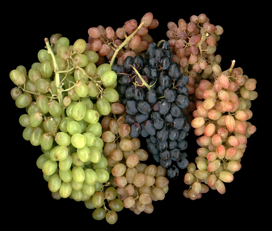 Photo transporting grapes