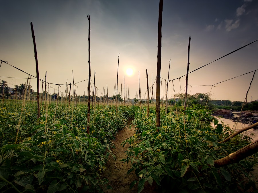 organic food sunset process