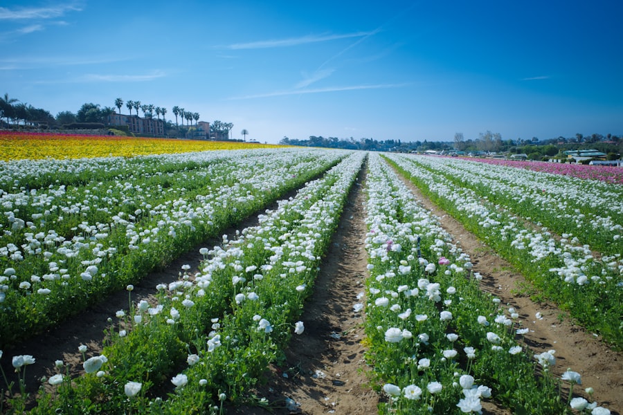 organic food ammonia levels