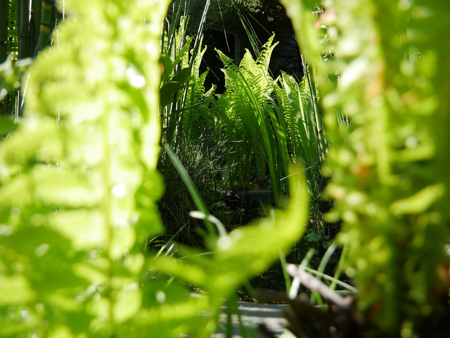 hydroponics organic certification