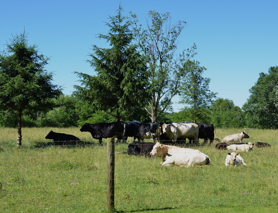 organic livestock standards