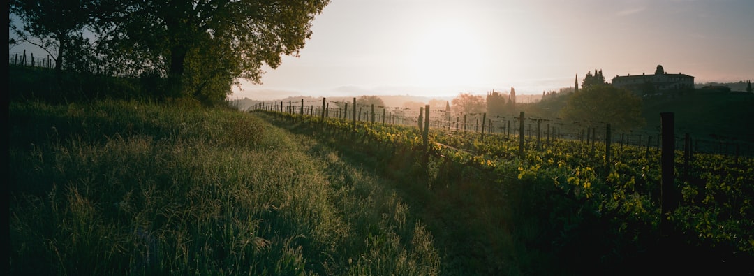 Photo organic industry