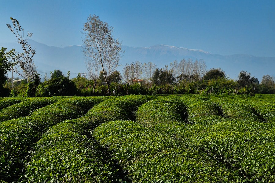 Photo organic industry