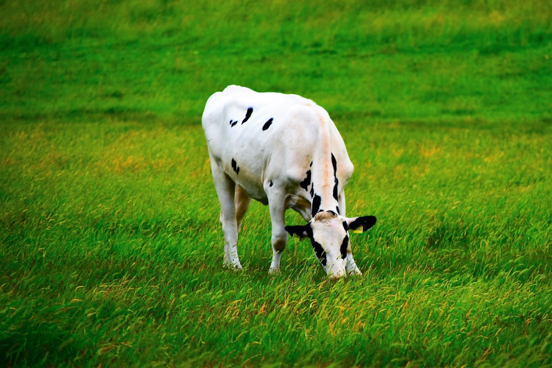 Photo organic milk grass fed