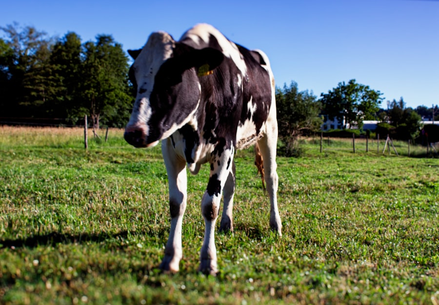 Photo organic milk grass fed