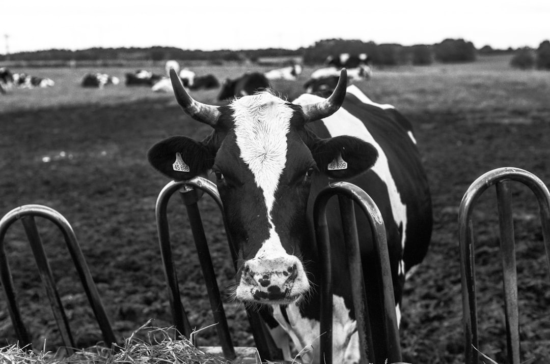 Photo organic dairy loopholes