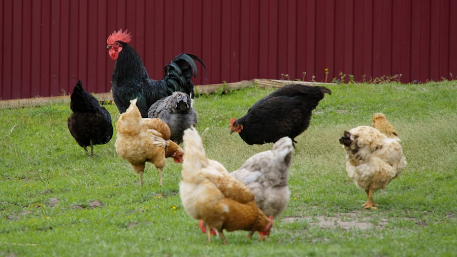 Photo pasture raised eggs benefits