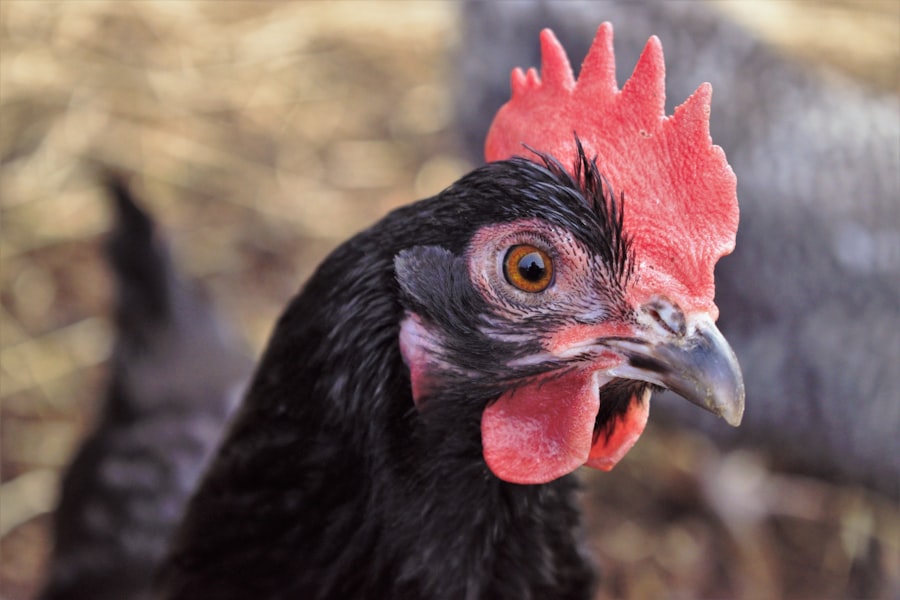 Europe bans American chicken