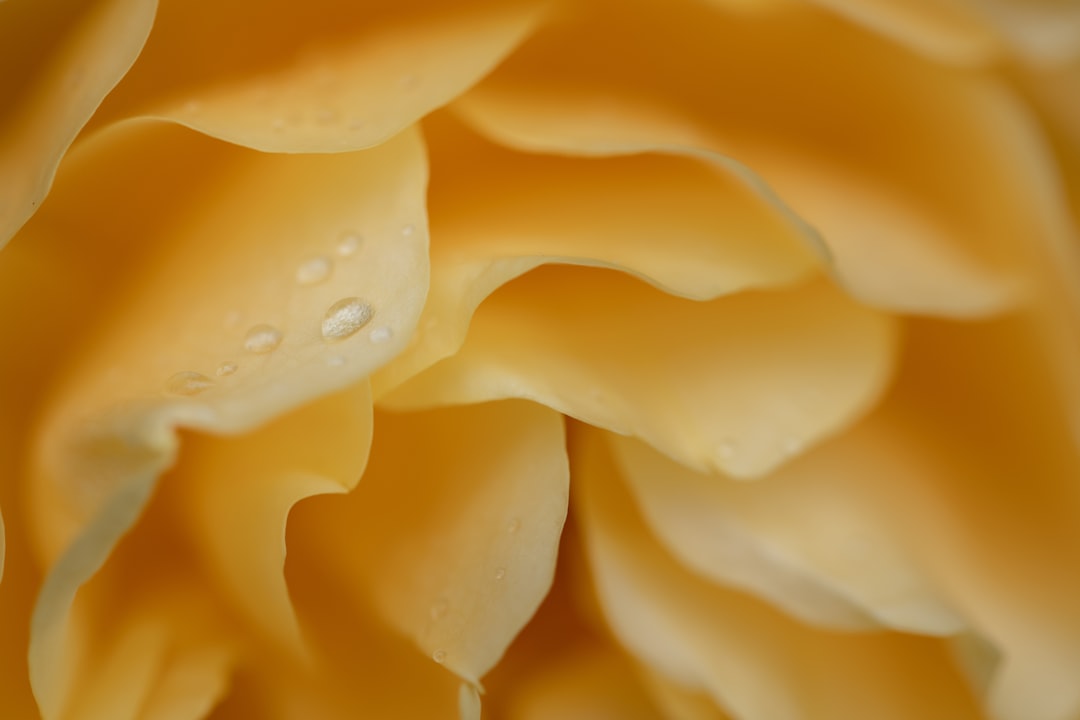 Photo processed cheese