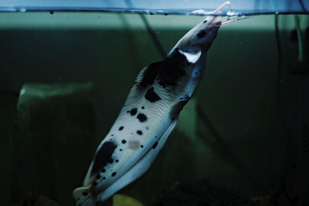 Photo beluga caviar