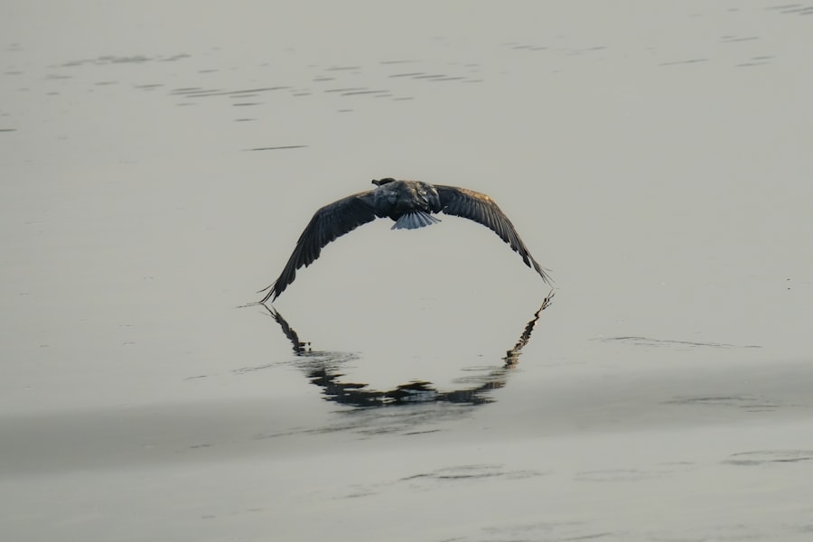 Photo beluga caviar