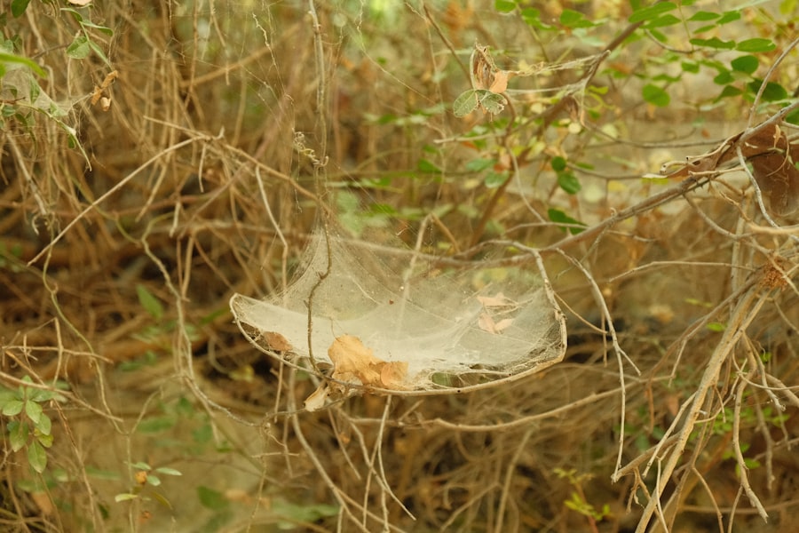 Photo birds nest soup