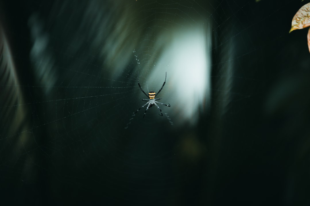 Photo saddam husseins spider hole