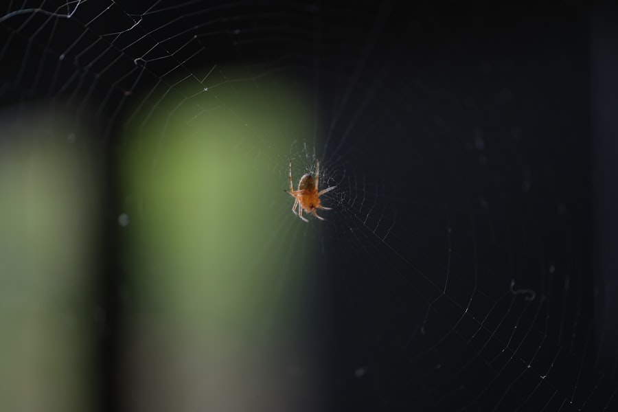 Photo saddam husseins spider hole