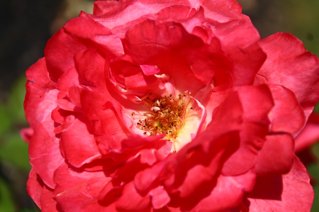 Photo rosemary kennedy