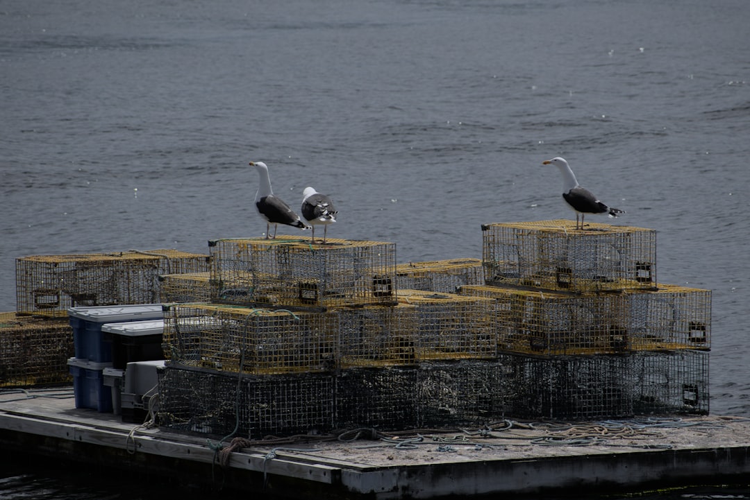 Photo seafood industry
