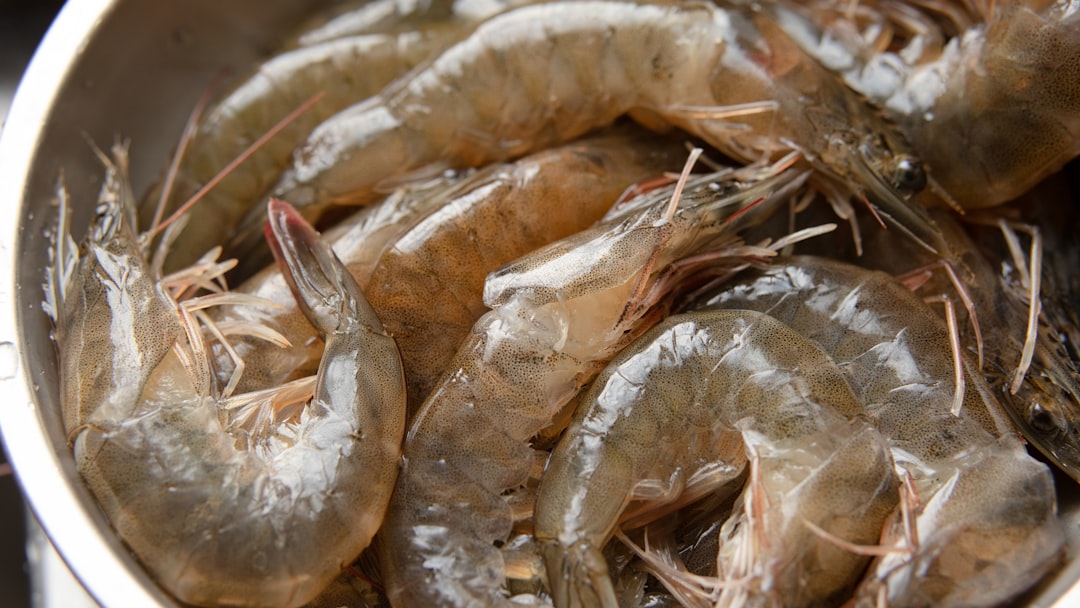 Photo release orders shrimp