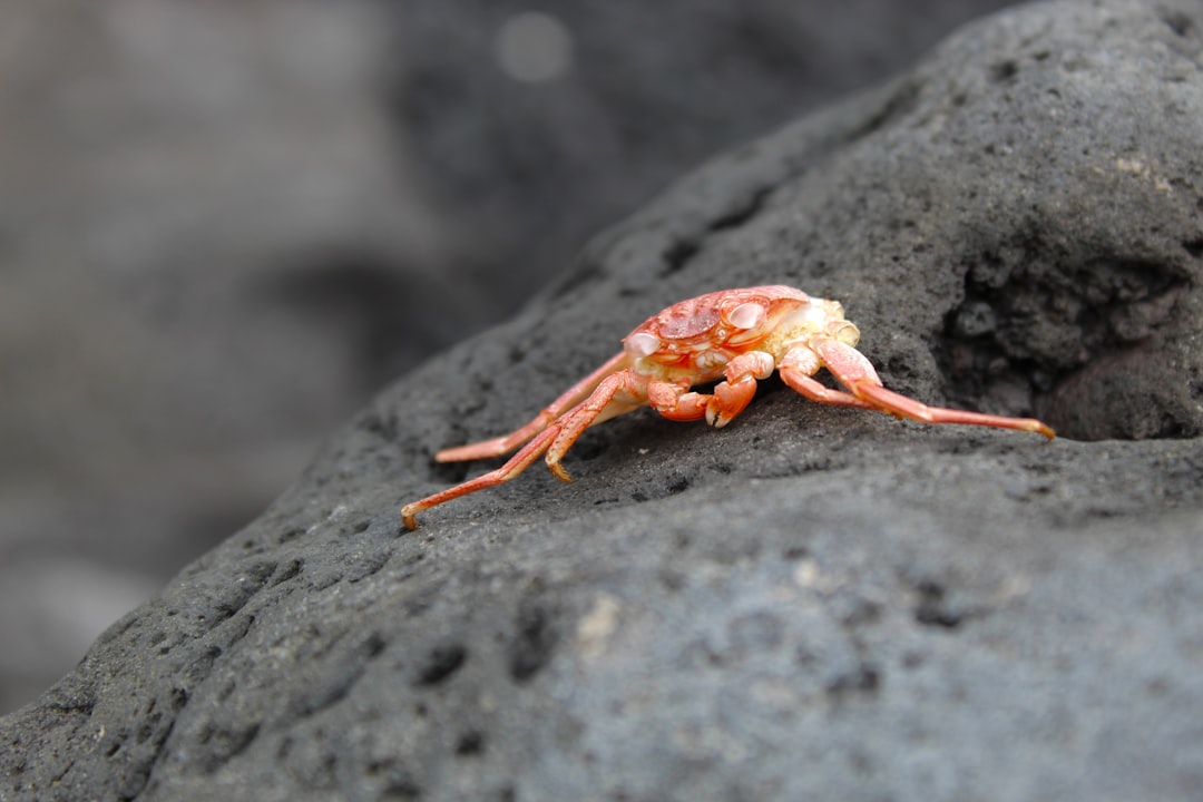 Photo slavery tainted shrimp