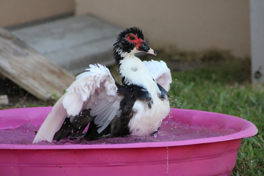 chlorine washed chicken