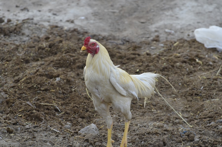 chlorine washed chicken