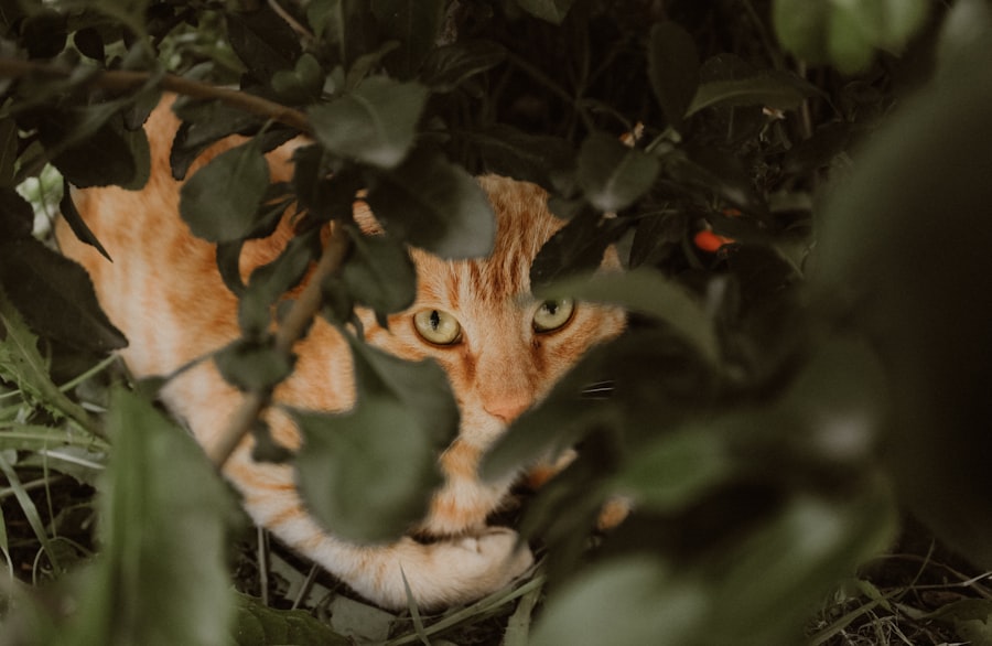 Photo CIA spy cat