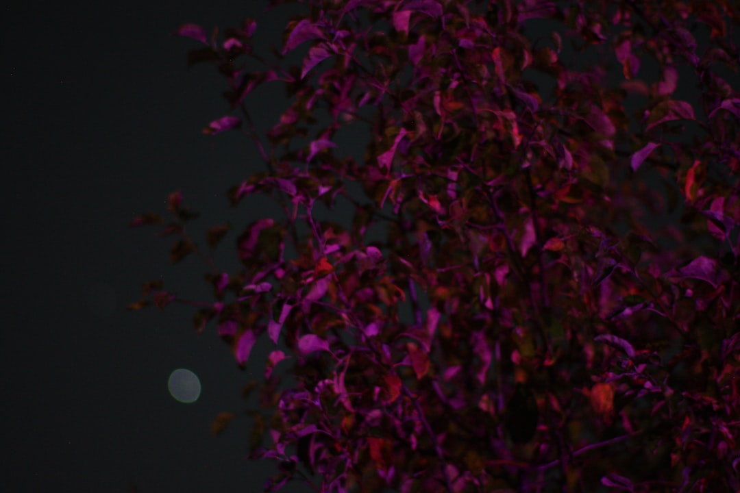 Photo radiation moon