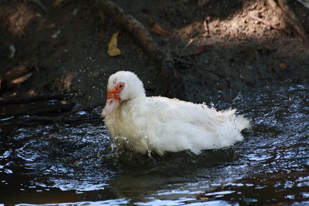 Photo chlorine washed chicken