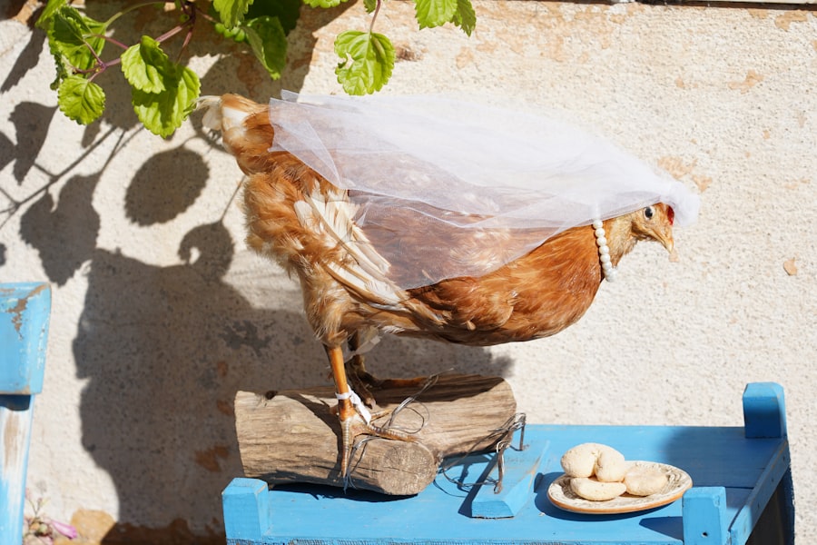 Photo chlorine washed chicken