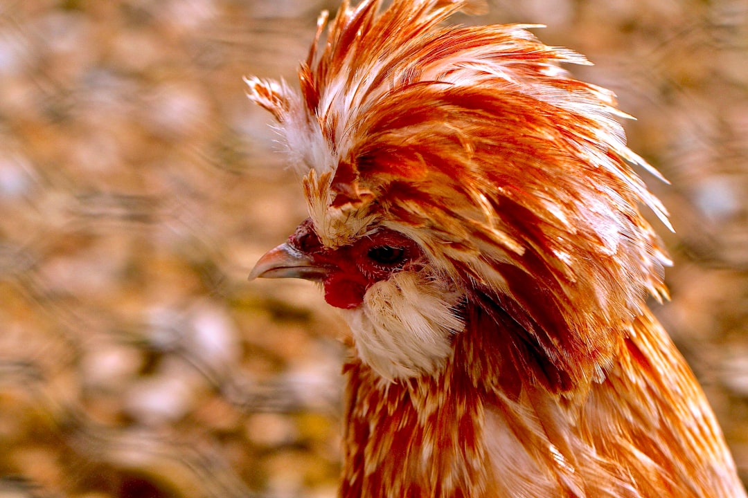 Photo chlorine washed chicken