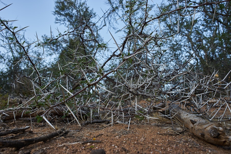 Photo bretton woods system collapse
