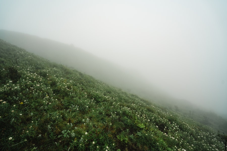 Photo Mountain Dew BVO ban