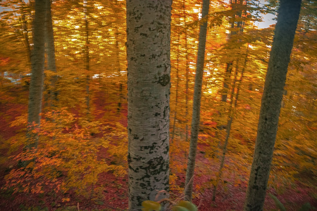 Photo natural colors