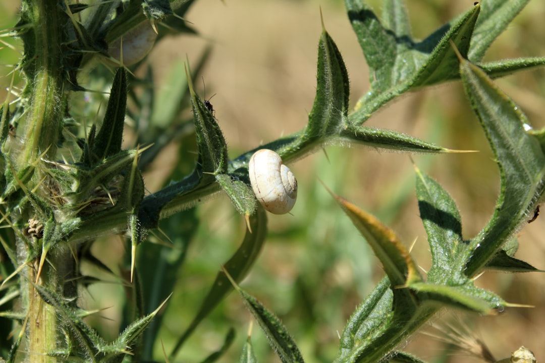 Photo Pinocchio Disney