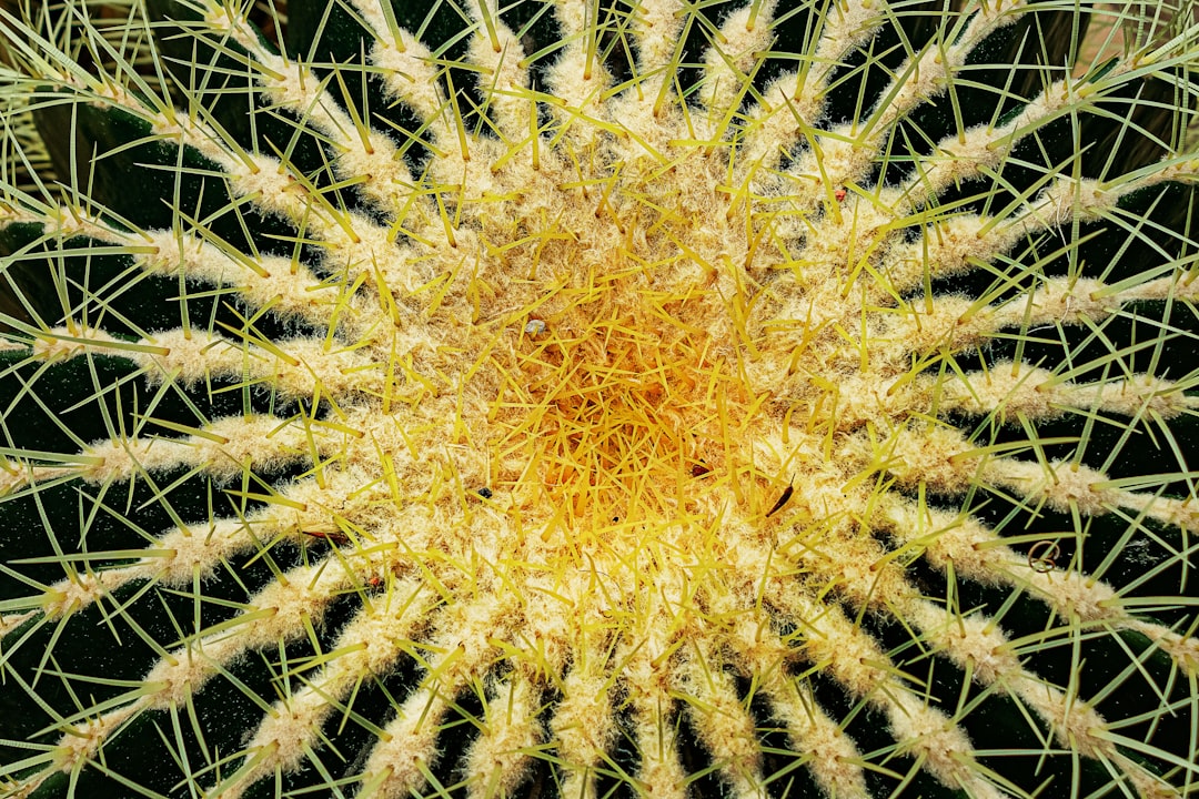 Photo Disneys Pinocchio adaptation