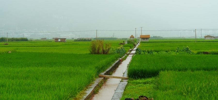 phosphorus management