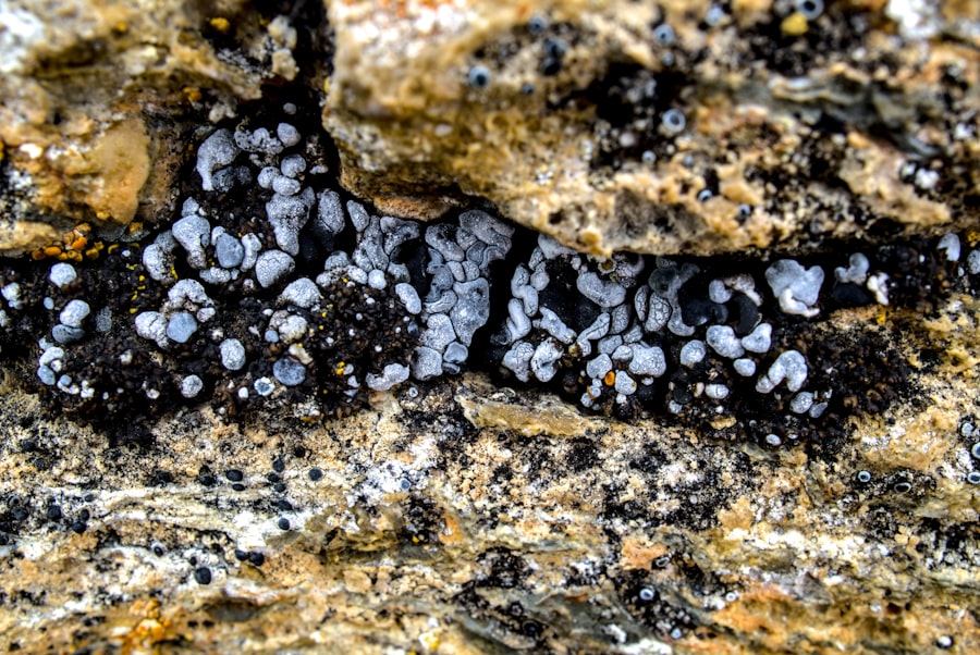 phosphate rock depletion