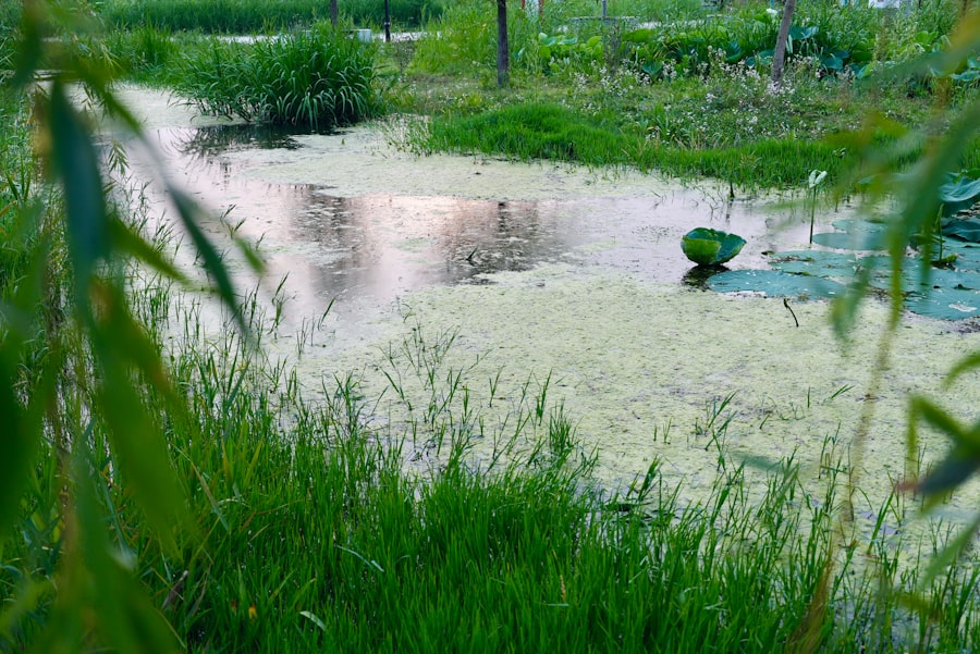 phosphorus management