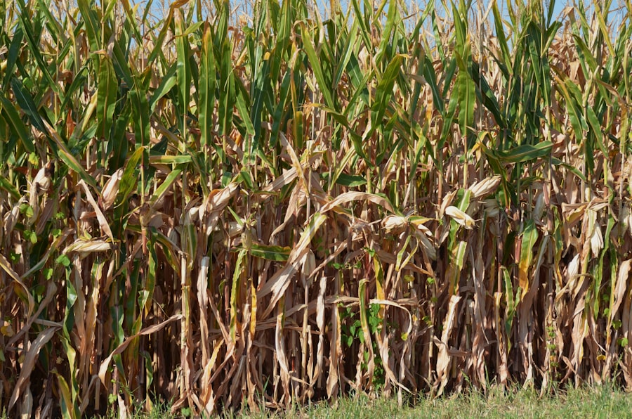phosphorus deficiency symptoms corn leaves