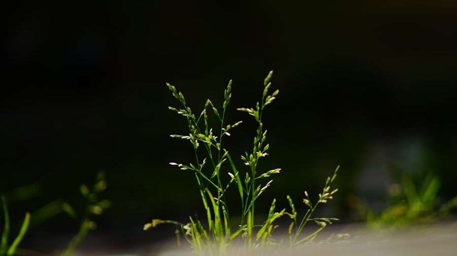 phosphorus fertilizer